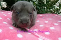 Foxy's Miss Watermelon Bubble Gum, a female German Shepherd Dog for sale in Piedmont, MO – Photo 2 of 6