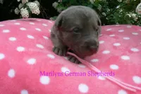 Foxy's Miss Watermelon Bubble Gum, a female German Shepherd Dog for sale in Piedmont, MO – Photo 6 of 6