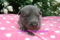 Foxy's Miss Watermelon Bubble Gum, a female German Shepherd Dog for sale in Piedmont, MO – Photo 5 of 6