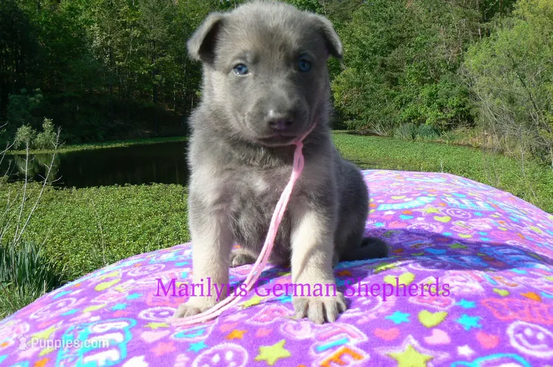 Foxy's Miss Watermelon Bubble Gum – German Shepherd Dog puppy for sale in Piedmont, MO