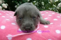 Foxy's Miss Watermelon Bubble Gum, a female German Shepherd Dog for sale in Piedmont, MO – Photo 4 of 6