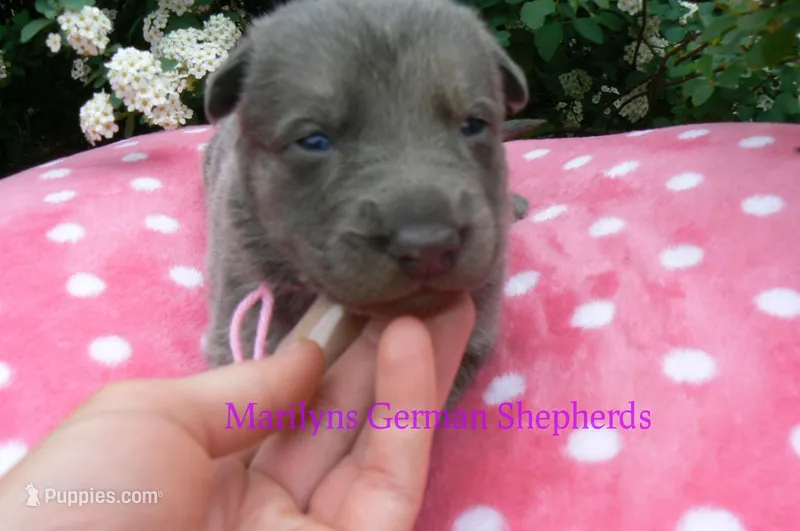 Foxy's Miss Watermelon Bubble Gum – German Shepherd Dog puppy for sale in Piedmont, MO
