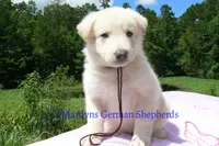Ice Princess's Mr. Brown Sugar & Fig, a male German Shepherd Dog for sale in Piedmont, MO – 2 of 4