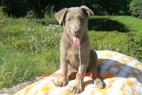 Sapphire's Mr. Midnight Marshmallow, a male German Shepherd Dog for sale in Piedmont, MO – 2 of 6