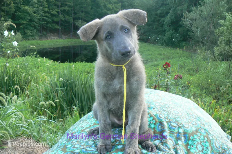 Ice Princess's Miss Honolulu Sun – German Shepherd Dog puppy for sale in Piedmont, MO