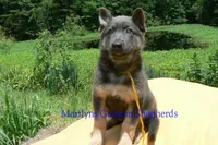Snickerdoodle's Miss Banana Cream Latte, a female German Shepherd Dog for sale in Piedmont, MO – 6 of 6