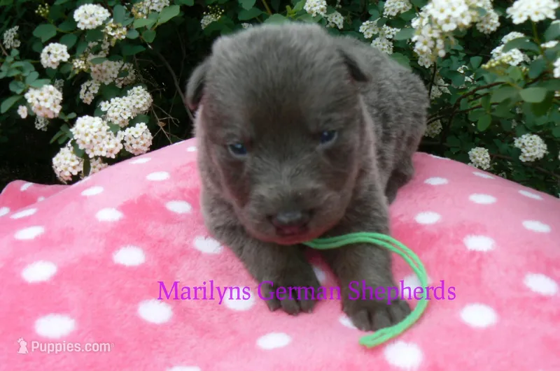 Foxy's Mr. Key Lime Cake Pop – German Shepherd Dog puppy for sale in Piedmont, MO