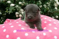 Foxy's Mr. Key Lime Cake Pop, a male German Shepherd Dog for sale in Piedmont, MO – Photo 6 of 6