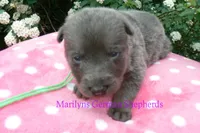 Foxy's Mr. Key Lime Cake Pop, a male German Shepherd Dog for sale in Piedmont, MO – Photo 4 of 6