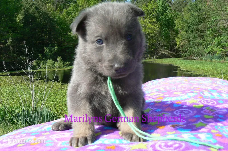Foxy's Mr. Key Lime Cake Pop – German Shepherd Dog puppy for sale in Piedmont, MO