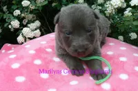 Foxy's Mr. Key Lime Cake Pop, a male German Shepherd Dog for sale in Piedmont, MO – Photo 3 of 6