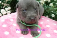 Foxy's Mr. Key Lime Cake Pop, a male German Shepherd Dog for sale in Piedmont, MO – Photo 2 of 6