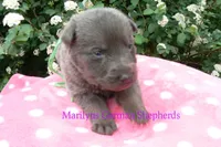 Foxy's Mr. Key Lime Cake Pop, a male German Shepherd Dog for sale in Piedmont, MO – Photo 5 of 6