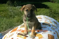 Enchantress's Mr. Honey Crisp Apple, a male German Shepherd Dog for sale in Piedmont, MO – 4 of 6