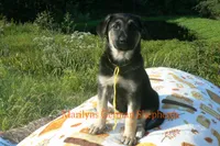 Enchantress's Miss Sunshine and Lemons, a female German Shepherd Dog for sale in Piedmont, MO – 7 of 7
