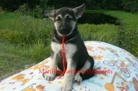 Strawberry's Miss Cranberry Harvest, a female German Shepherd Dog for sale in Piedmont, MO – 6 of 6