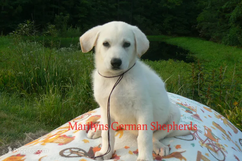 Strawberry's Miss Midnight Plum, a female German Shepherd Dog for sale in Piedmont, MO – 1 of 6