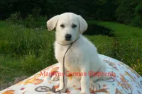 Strawberry's Miss Midnight Plum, a female German Shepherd Dog for sale in Piedmont, MO – 1 of 6