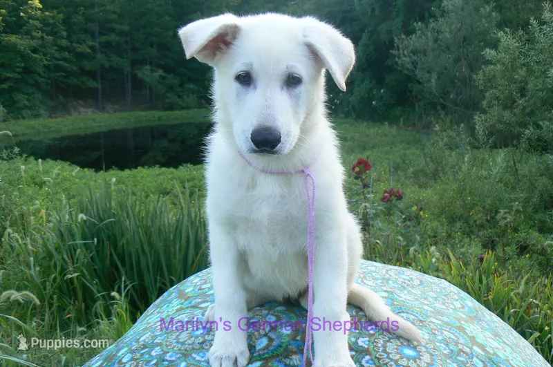 Ice Princess's Miss Cotton Candy Grape – German Shepherd Dog puppy for sale in Piedmont, MO