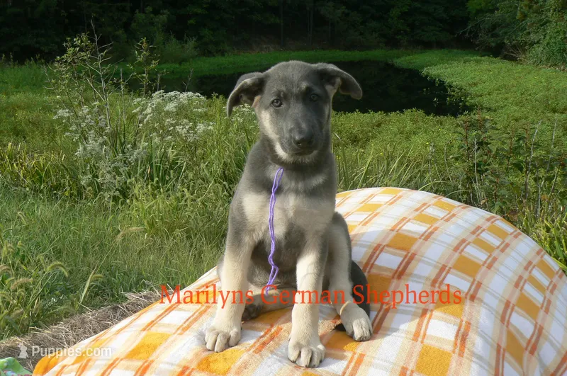 Sapphire's Miss Wilderness Trail – German Shepherd Dog puppy for sale in Piedmont, MO