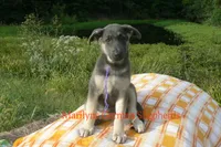 Sapphire's Miss Wilderness Trail, a female German Shepherd Dog for sale in Piedmont, MO – 1 of 6