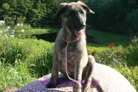 Lakeside Morning's Miss Coastal Cottage, a female German Shepherd Dog for sale in Piedmont, MO – 5 of 6