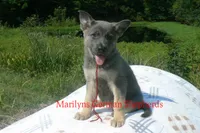 Sapphire's Mr. Cider Lane, a male German Shepherd Dog for sale in Piedmont, MO – 4 of 6