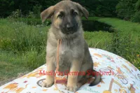 Strawberry's Mr. Pumpkin Bonfire, a male German Shepherd Dog for sale in Piedmont, MO – 6 of 6