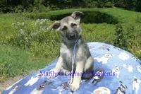 Strawberry's Miss White Pumpkin, a female German Shepherd Dog for sale in Piedmont, MO – 4 of 6