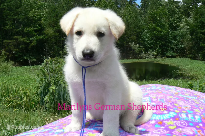Lakeside Morning's Mr. Sea Salt Coast – German Shepherd Dog puppy for sale in Piedmont, MO