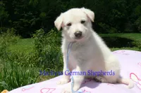 Ice Princess's Mr. Hibiscus Waterfalls, a male German Shepherd Dog for sale in Piedmont, MO – 3 of 4