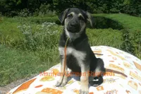 Enchantress Miss Autumn Wreath, a female German Shepherd Dog for sale in Piedmont, MO – 6 of 6