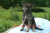 Lakeside Morning's Miss Peach Blossom and Nectar, a female German Shepherd Dog for sale in Piedmont, MO – 2 of 6