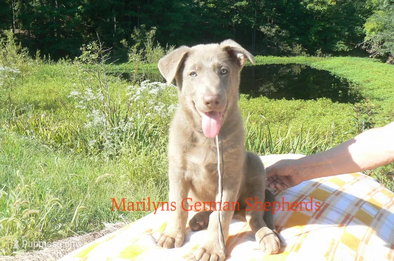 Sapphire's Mr. Midnight Marshmallow – German Shepherd Dog puppy for sale in Piedmont, MO