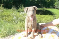 Sapphire's Mr. Midnight Marshmallow, a male German Shepherd Dog for sale in Piedmont, MO – 1 of 6
