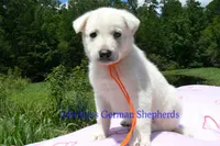 Ice Princess's Mr. Chasing Daydreams, a male German Shepherd Dog for sale in Piedmont, MO – 2 of 4