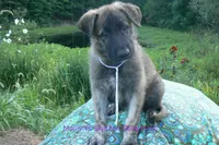 Ice Princess's Mr. Toasted Marshmallow Pop, a male German Shepherd Dog for sale in Piedmont, MO – 2 of 6