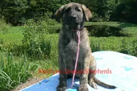 Lakeside Morning's Miss Coastal Cottage, a female German Shepherd Dog for sale in Piedmont, MO – 6 of 6