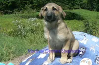 Strawberry's Mr. Pumpkin Bonfire, a male German Shepherd Dog for sale in Piedmont, MO – 5 of 6