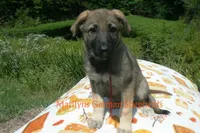 Enchantress's Miss Ciderhouse, a female German Shepherd Dog for sale in Piedmont, MO – 6 of 6
