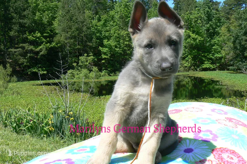 Foxy's Mr. Campfire Marshmallows – German Shepherd Dog puppy for sale in Piedmont, MO