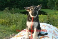 Strawberry's Miss Cranberry Harvest, a female German Shepherd Dog for sale in Piedmont, MO – 5 of 6