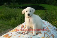 Strawberry's Miss Midnight Plum, a female German Shepherd Dog for sale in Piedmont, MO – 2 of 6