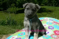 Foxy's Mr. Saltwater Breeze, a male German Shepherd Dog for sale in Piedmont, MO – 3 of 6