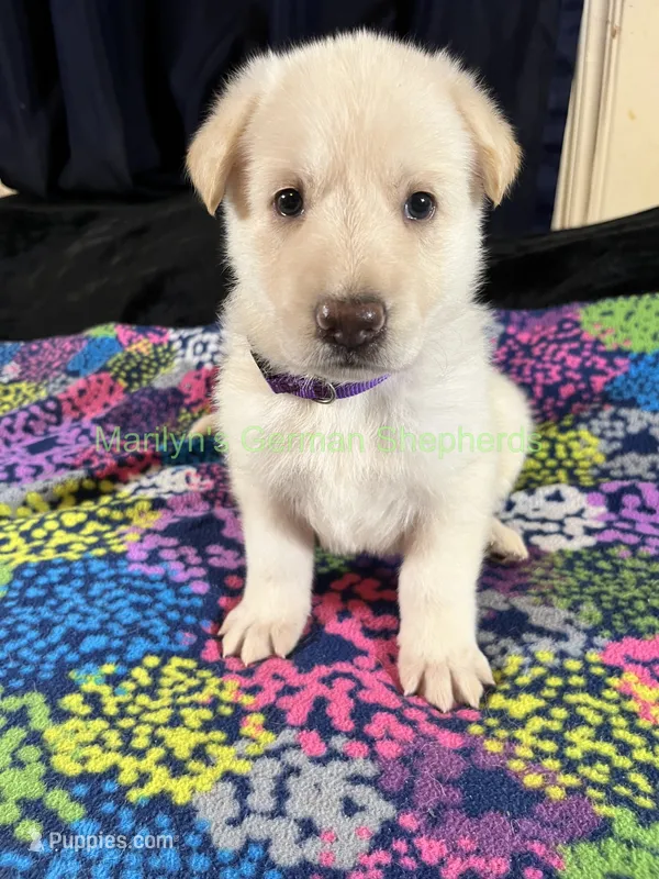Saffron's Miss Winter Wonderland – German Shepherd Dog puppy for sale in Piedmont, MO