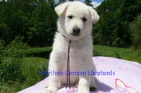Ice Princess's Miss Cotton Candy Grape, a female German Shepherd Dog for sale in Piedmont, MO – 4 of 4