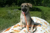 Enchantress's Miss Cinnamon Pumpkin, a female German Shepherd Dog for sale in Piedmont, MO – 5 of 6