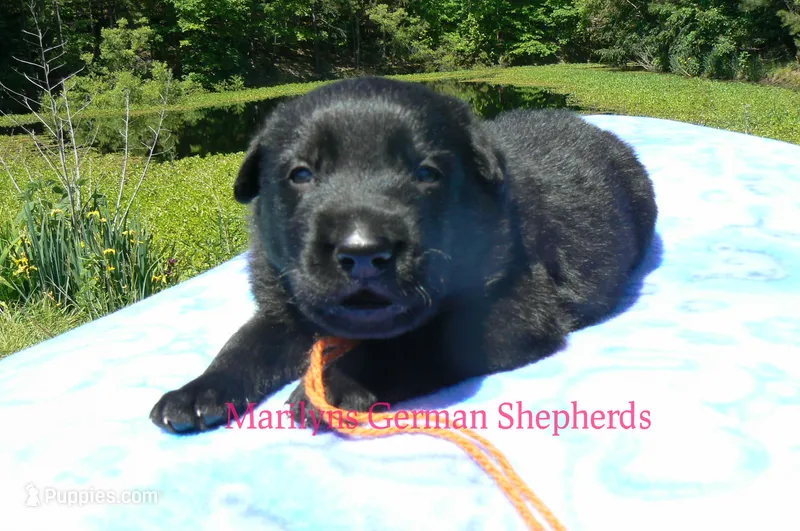Snickerdoodle's Mr. Orange Ginger – German Shepherd Dog puppy for sale in Piedmont, MO