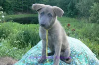 Ice Princess's Miss Honolulu Sun, a female German Shepherd Dog for sale in Piedmont, MO – 4 of 7