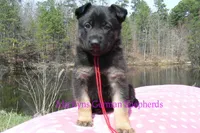 Midnight Illusions Miss Strawberry Pound Cake, a female German Shepherd Dog for sale in Piedmont, MO – Photo 6 of 6